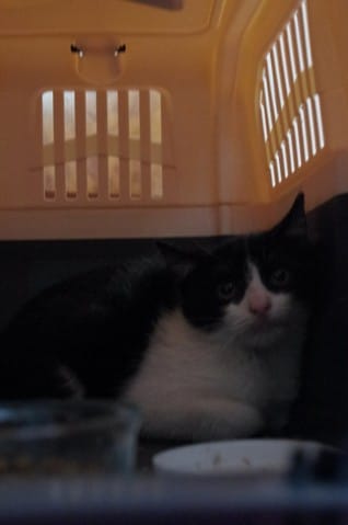 Chaton réscapé 