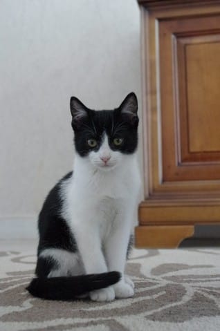 Une nouvelle petite ! 