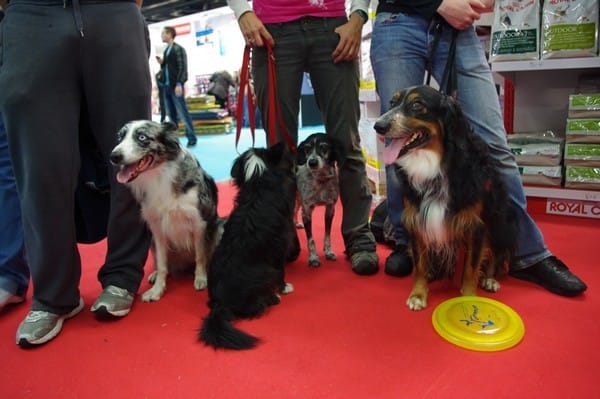 Animal expo 2011 - Photos du 09 octobre