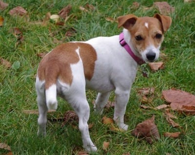 Elle machouille tout !!! 