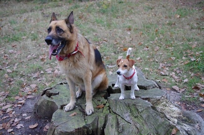 Petite sortie avec Lilo et Baika 