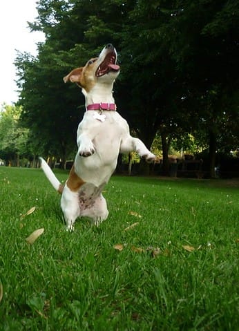 Quels ordres/tours connait votre chien ?