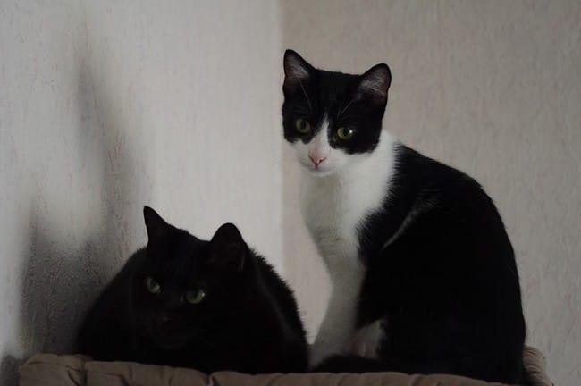 Coco à une viste d'adoption demain ! 