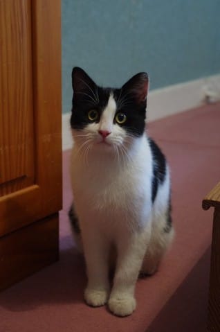 Figaro petit chaton d'un jour