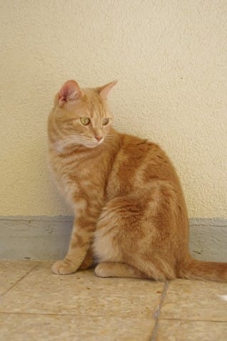 Kyste sur le dos, vaccin ou pas ?