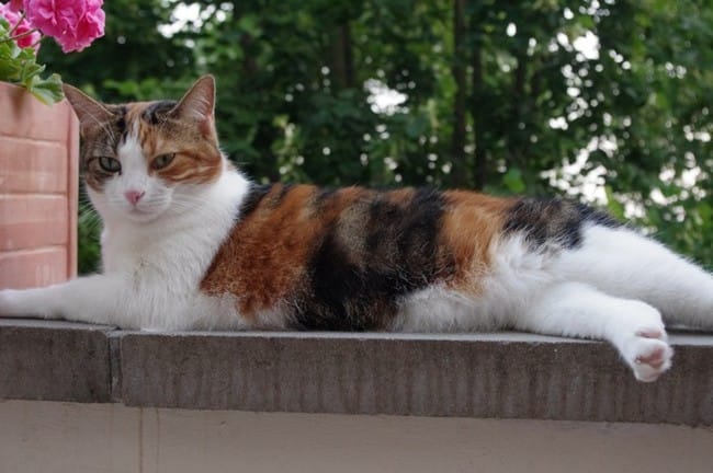 Lilo et Bonnie à la télé 