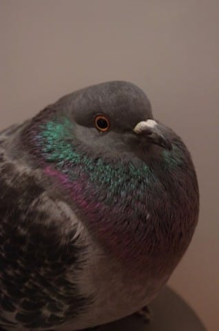 Une solution pour Néo le (la) pigeon (ne)