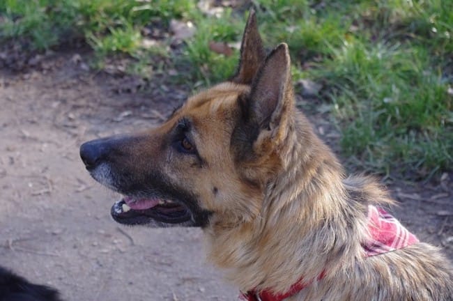 Balade Vincennes 14 janvier 2012