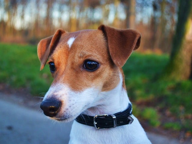 Recette gateau pour chien 