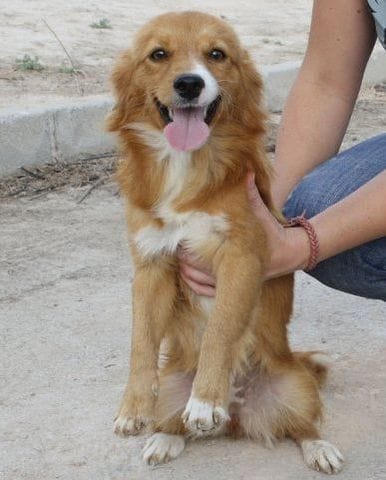 Ma peut être futur chienne 