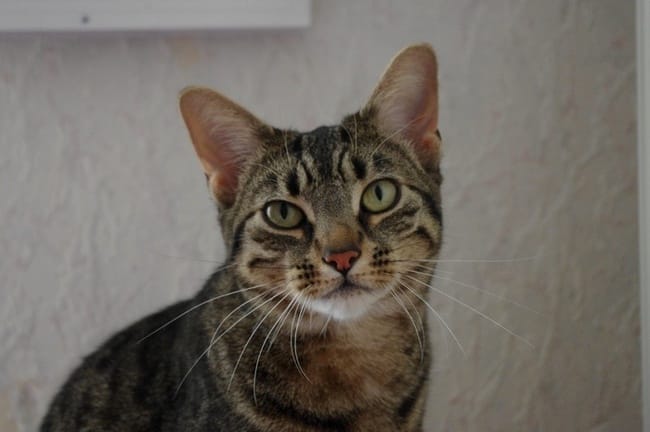 Vos chats reconnaissent ils leur nom ?