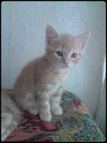 Joyeux anniversaire les chatons ! 3 ans 