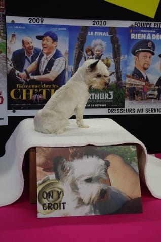 Photos salon chiens chats 2012 