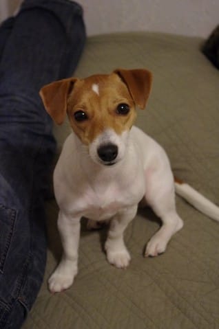 Oyé oyé les amis moi Lilo'trésors je vous invite à voter pour moi ! 