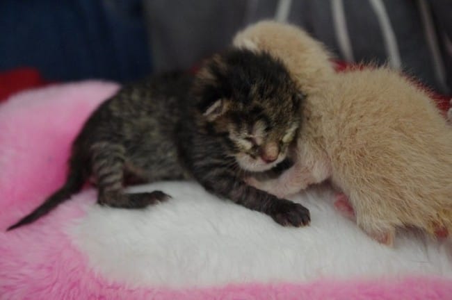 3 chatons nouveaux nés orphelins 