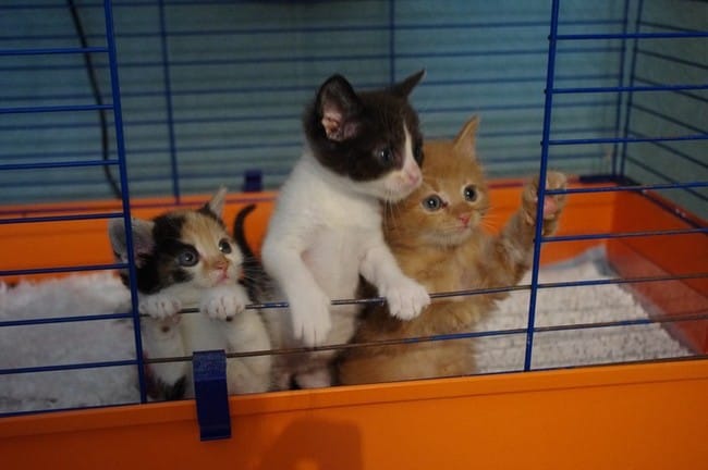 Voici trois nouveaux chatons en famille d'accueil 