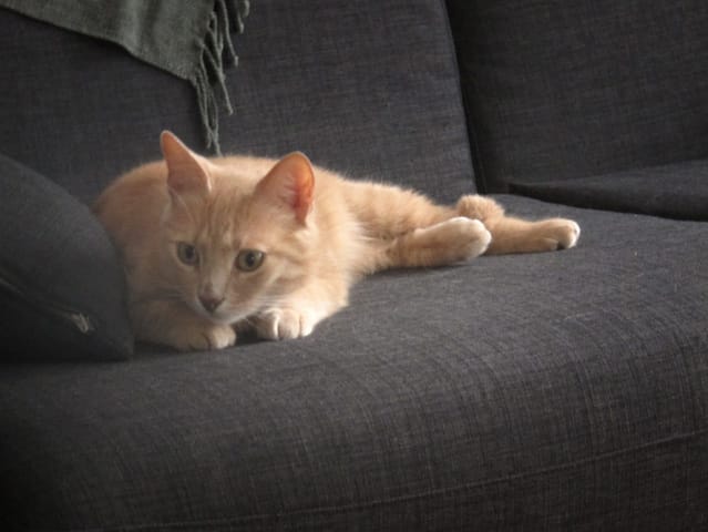 Que de departs pour mes chats...