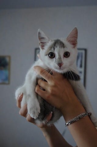 Yuca un nouveau petit bébé chat 