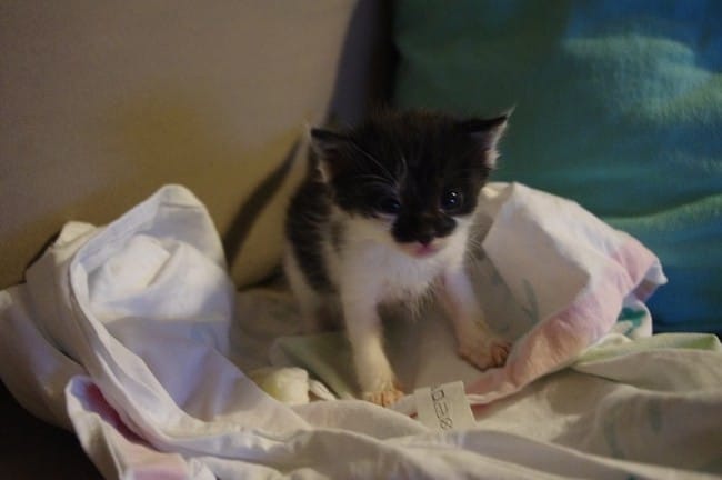 Encore un petit bébé noir et blanc
