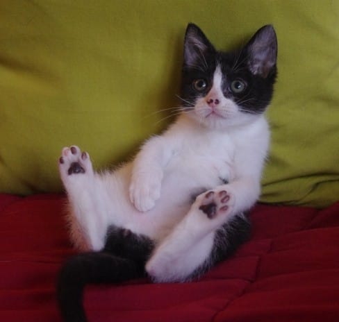 Mes chats à l'adoption 