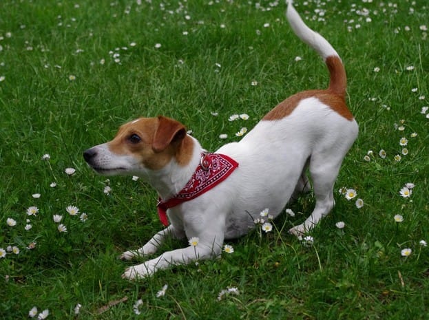 Avis croquette ISOMEGA chien 