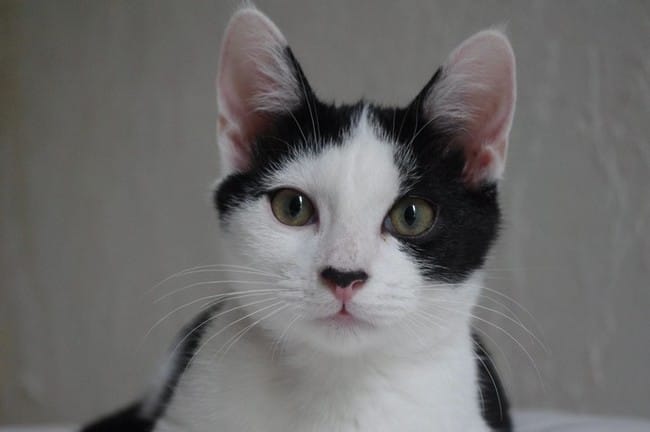 Maley - Malone - Haribo - Halley à l'adoption 