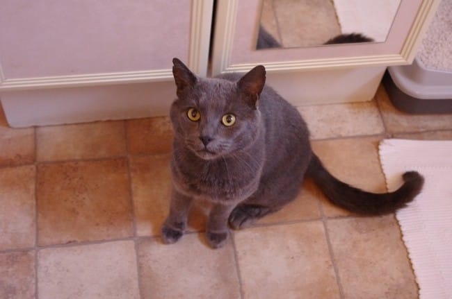 SILVER un nouveau magnifique chat chartreux ! 
