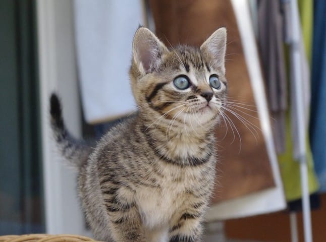 Les chatons à l'adoption