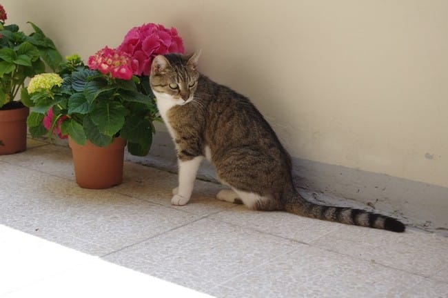 Pancréatite chez le chat - besoin d'avis