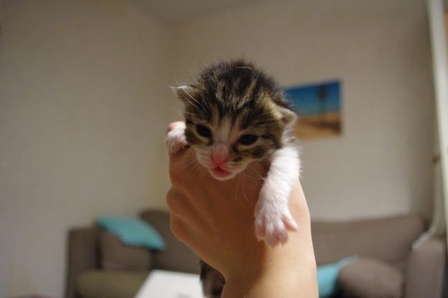 Mes nouveaux bébé :) 