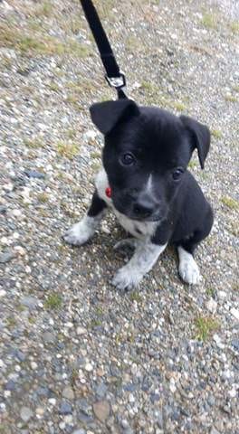 Bouledogue francais et quel croisement ?