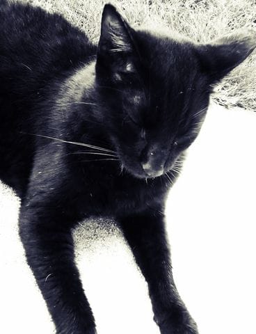 je m'occupe d'un chat, mais je ne peux le garder car ma mère est allergique, que faire ?
