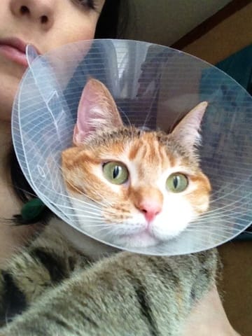 Collerette et manger boire ?