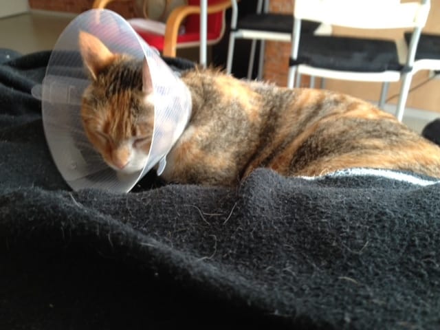 Fiby passe sa nuit à l'école véto...