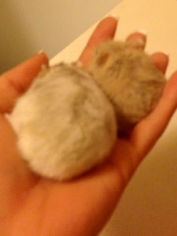 2 nouvelles hamster russes 