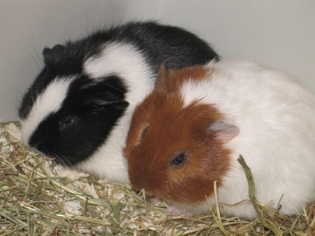 peguy et peem's mes cochons d'inde