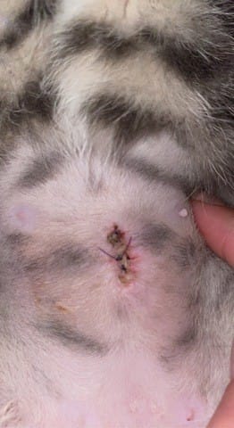 Plaie douteuse post stérilisation de ma Boo ?