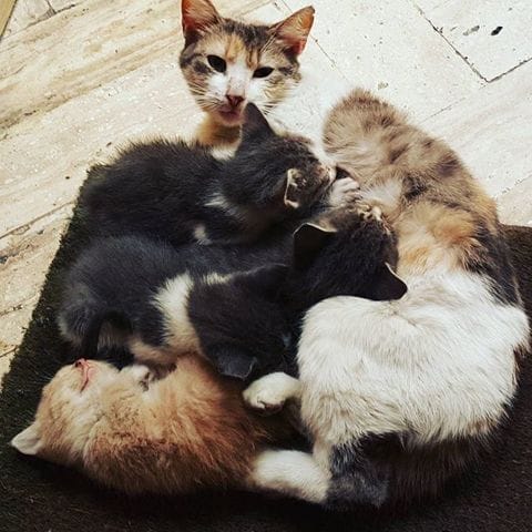 QUE FAIRE ????? (URGENT)