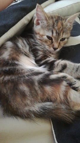 Problème chaton litière