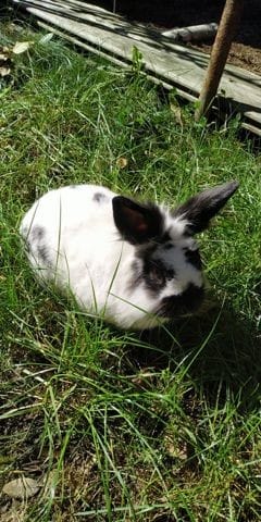 Race de mon lapin inconnu