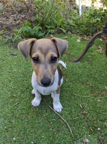 Oreille « cassée » chiot