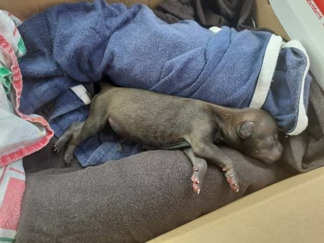 Education chiot orphelin