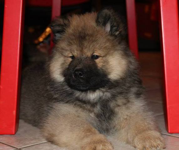 Portée d'Eurasier