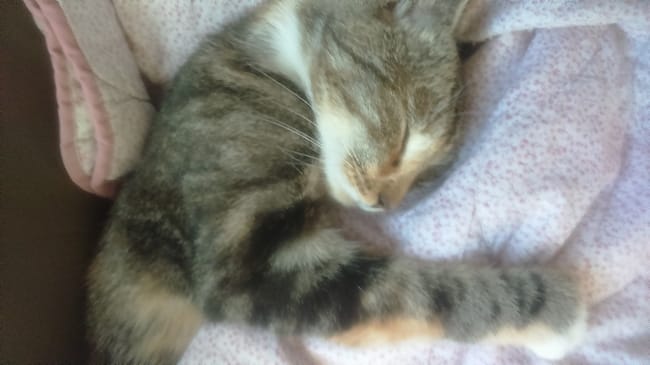 J'ai l'impression que ma chatte est enceinte