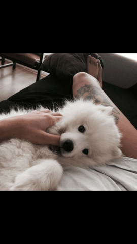 Quelle race de chien est-ce ?