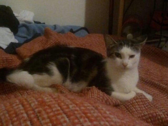 Quelle race est ma chatte
