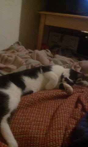 Quelle race est ma chatone