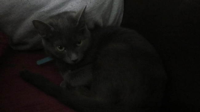 BONJOUR JE M'APPELLE WICKET 