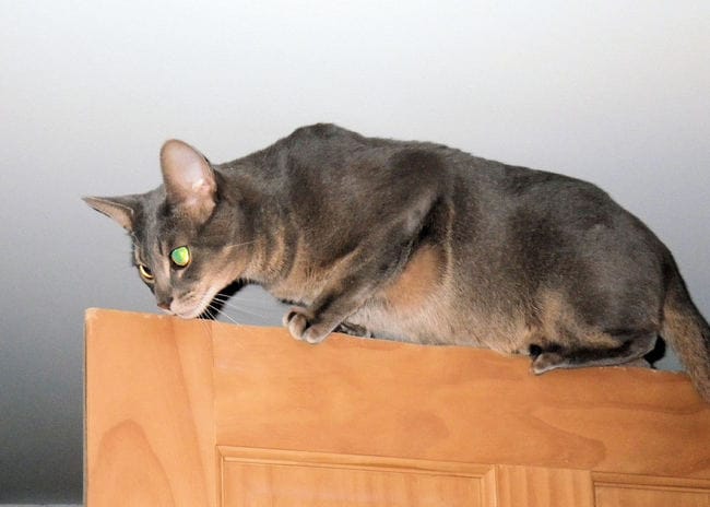 Comment nourrir deux chats différents