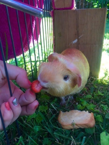 Cochon d’Inde mal